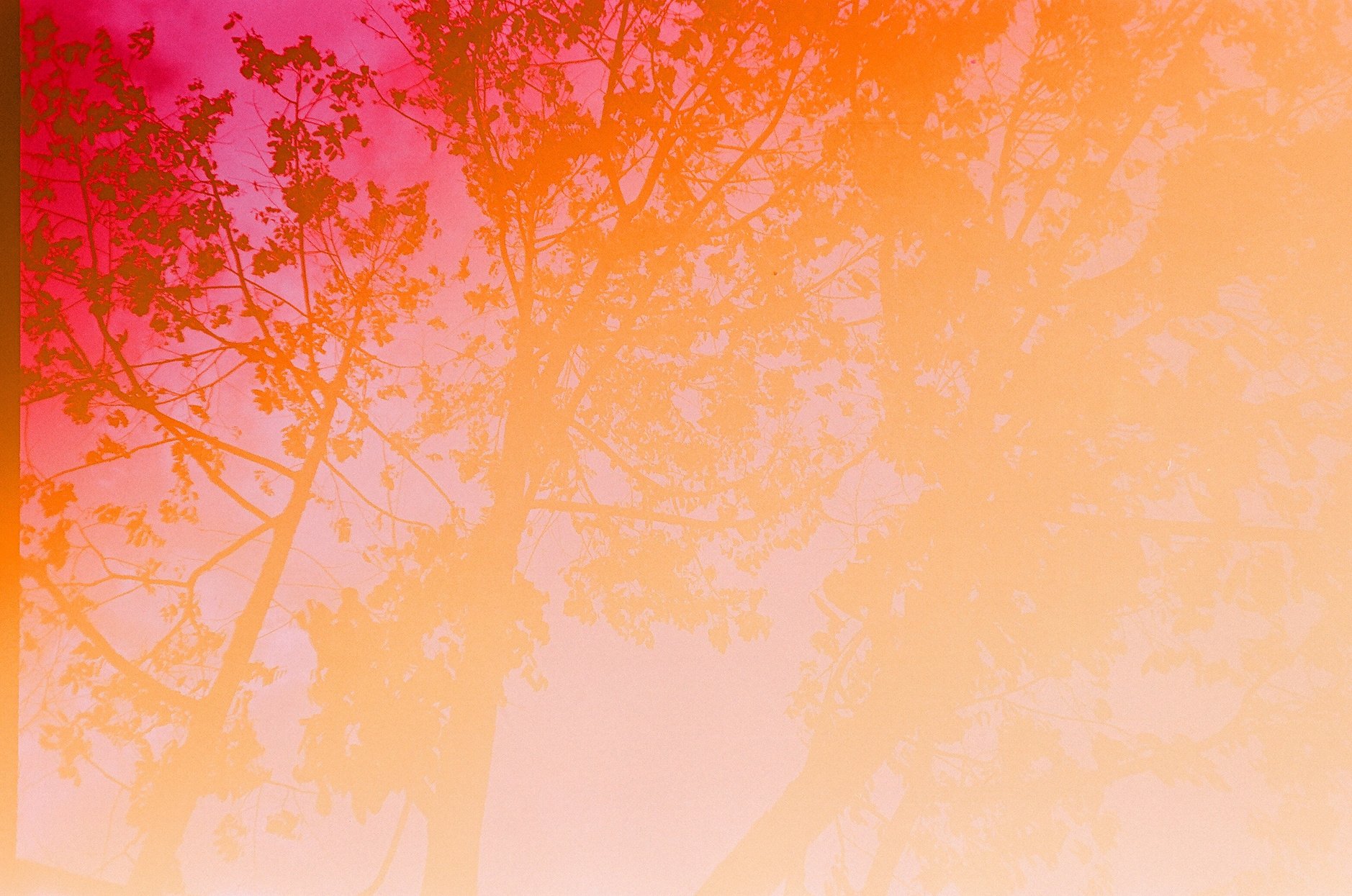 Three Leafed Trees at Daytime